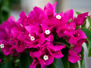 Fototapeta na wymiar close up of fresh pink flowers