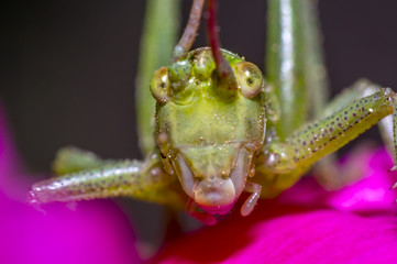 Grasshopper on green leaf in the season garden