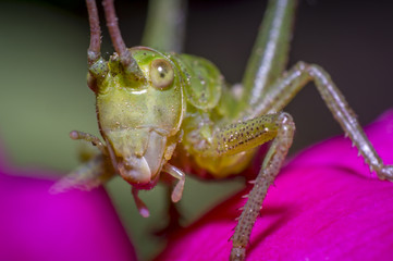 Grasshopper on green leaf in the season garden