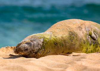 Naklejka premium Hawaiian Munk Seal spoczywa na plaży