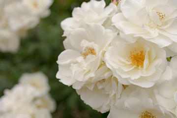 薔薇(アイスバーグ)