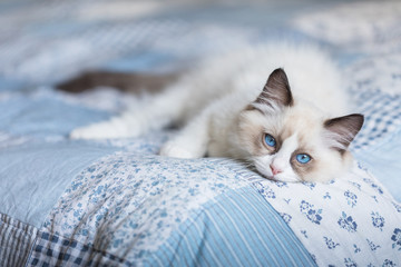 Cute ragdoll kitten on patchwork quilt