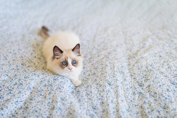 Cute ragdoll kitten on patchwork quilt