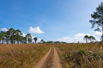Dirt road in country