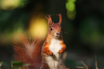 Detail squirrel in wild nature with blur backroud