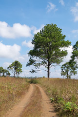 Dirt road in country