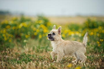 Cairn Terrier puppy dog portrait in natural environment field with yellow flowers