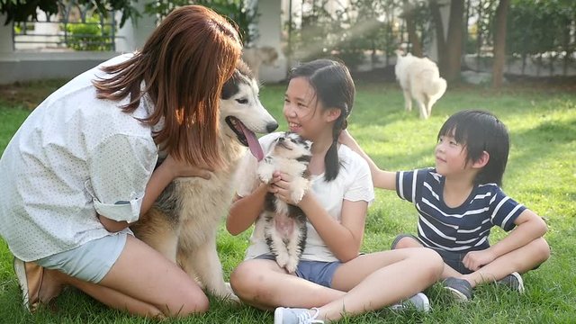 Asian family playing with siberian husky dog together slow motion 