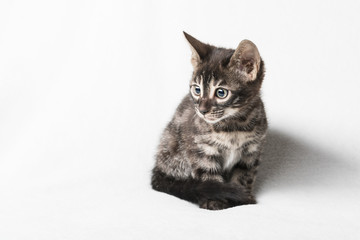 Cute charcoal bengal kitten 
