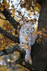 Eurasian lynx sitting in autumn tree