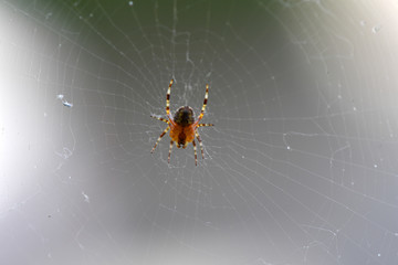 A spider in her web.