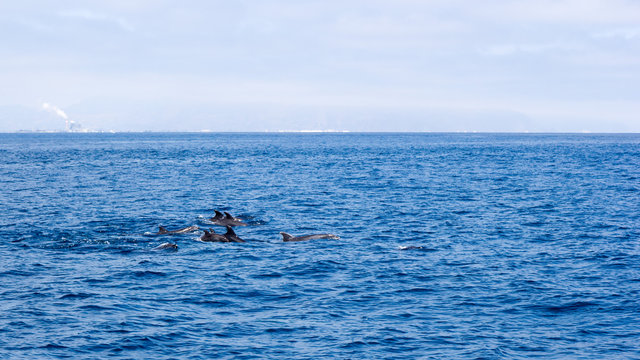 Dolphin family near Ventura coast, California