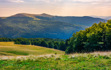 Fototapeta na wymiar beech forests of Carpathian mountains. gorgeous landscape of Svydovets mountain ridge. beautiful nature scenery in late summer