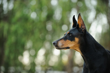 Black and tan Doberman Pinscher dog outdoor portrait with cropped ears against green trees