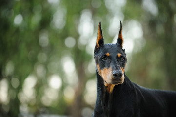 Black and tan Doberman Pinscher dog outdoor portrait with cropped ears