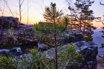 a small fir tree in a rocky area