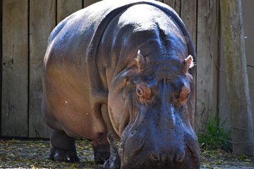 hippo