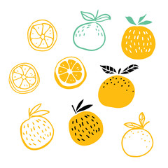 Set of oranges fruits vector illustration