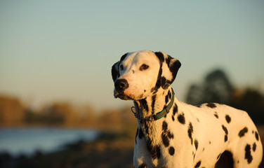 Dalmatian dog outdoor portrait in nature