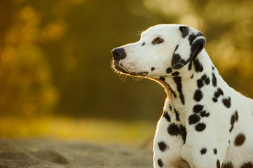 Dalmatian dog outdoor portrait in nature