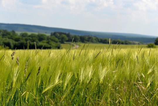 Champs de blé


