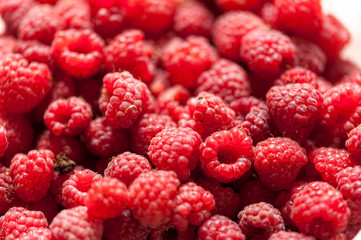 A beautiful selection of freshly picked ripe red raspberries