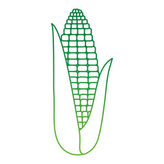 fresh corn vegetarian food vector illustration design