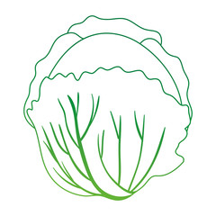 fresh cabbage vegetarian food vector illustration design