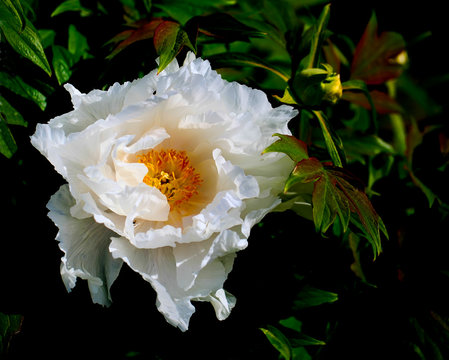 Fototapeta Tree-like peony, tree-shaped white peony in the garden, peony petals close-up at sunset, natural blurred background