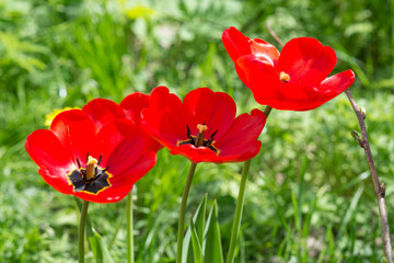 red flowers on grass background