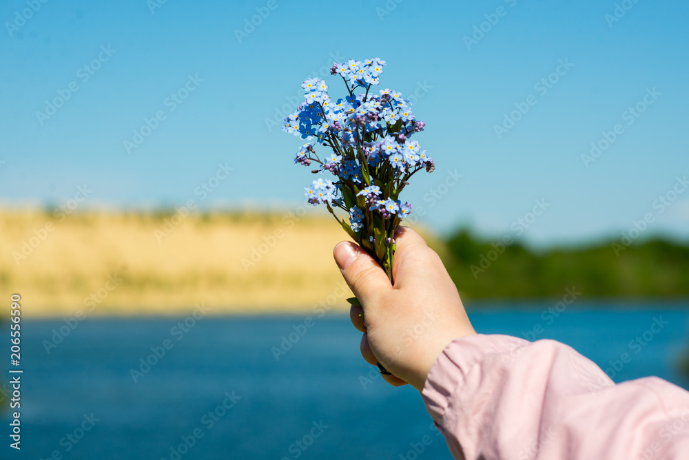 Wall mural a bouquet of blue wild flowers in women's hands