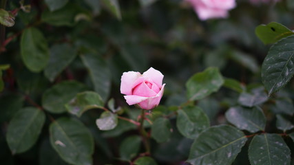 Spring rose flowers in the garden