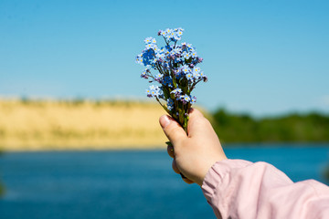 Fototapeta na wymiar a bouquet of blue wild flowers in women's hands