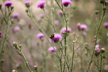 Carduus \ Чертополох в Омске