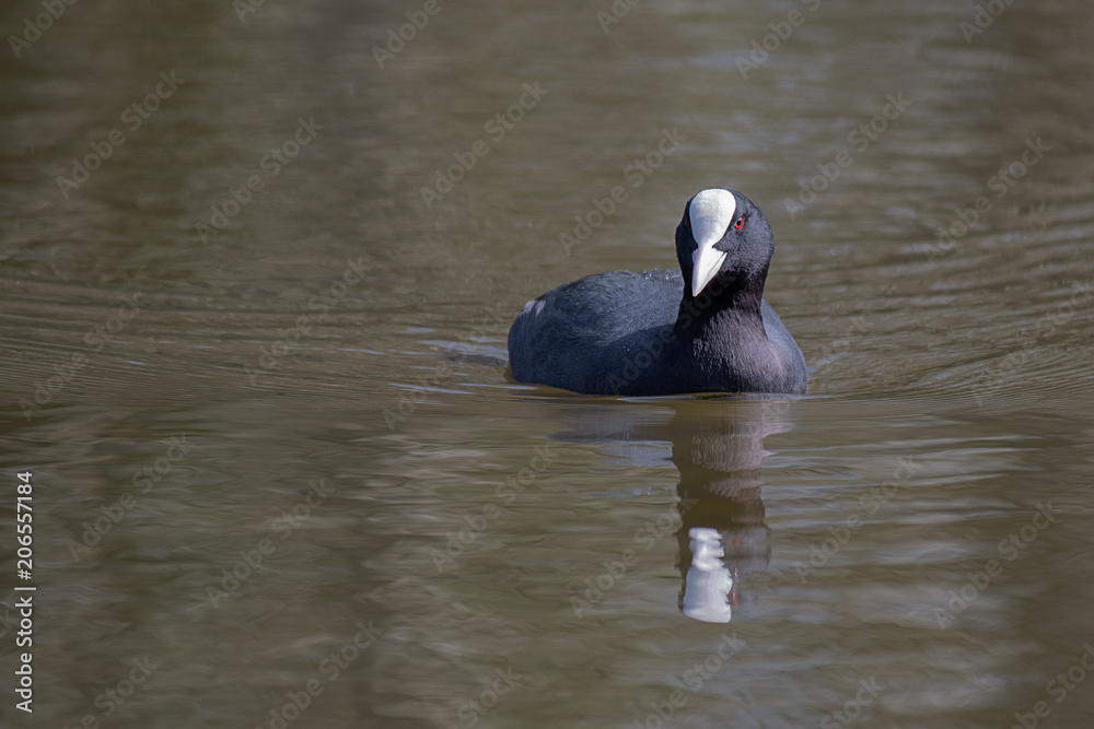Poster close up photograph of a coot swimming on a pool with a reflection in the water
