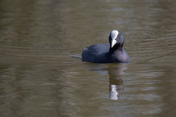 Close up photograph of a coot swimming on a pool with a reflection in the water