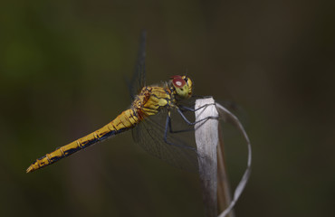 A dragonfly Ruddy Darter sitting on a dry plant stem