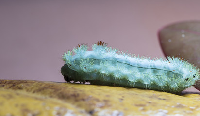 large green caterpillar