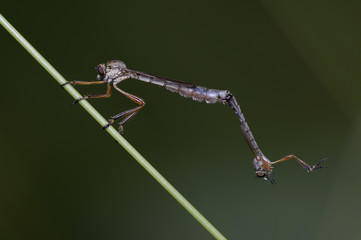 Robber flies Leptogaster cylindrica mating on a plant stem 