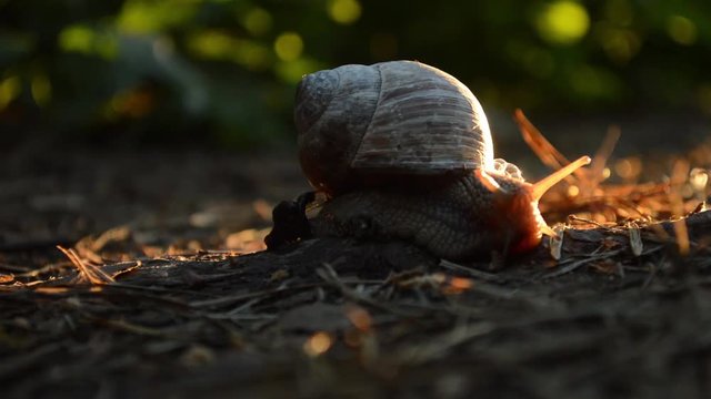 Snail in the woods, in the sunset