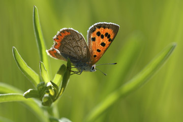 A butterfly Small Copper ready to start flying from a plant stem