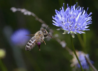 A bee flying up to a blue wild flower