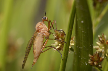 A dance fly sitting on a plant stem. Feeding on nectar of a wild flower