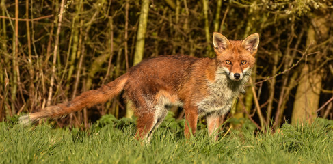 Fox in full length watching out for danger in Benfleet, Essex, UK.
