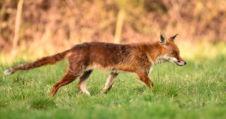 Naklejka na ściany i meble Fox patrolling his territory in Benfleet, Essex, UK.
