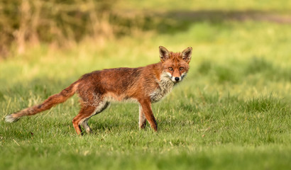 Fox in full length hunting in Benfleet, Essex, UK.