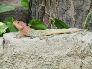 Oriental Garden Lizard  (Calotes versicolor)
