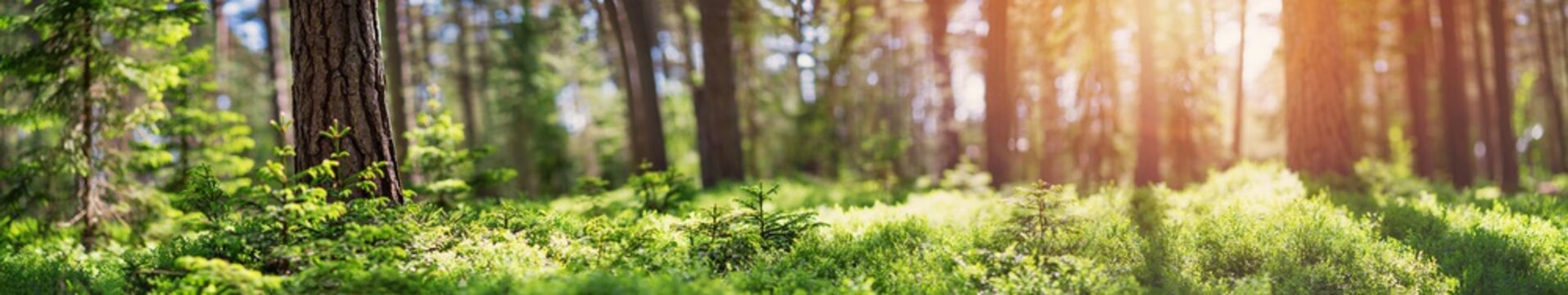 Fototapeta pine and fir forest panorama in spring. Pathway in the park