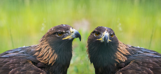 Golden eagle - closeup in the detail - Aquila chrysaetos