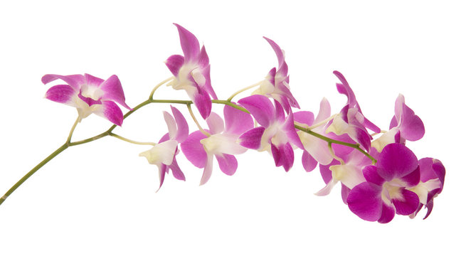 Dendrobium Images – Browse 10,902 Stock Photos, Vectors, and Video